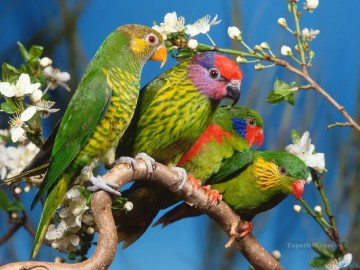 Animal Painting - coloridos loros familia aves